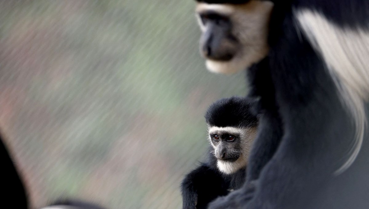Brezilya'da maymun çiçeği vakaları nedeniyle maymunlara saldırılar artıyor